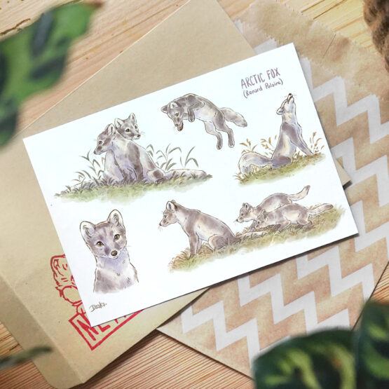 Carte A6 • Renard Polaire