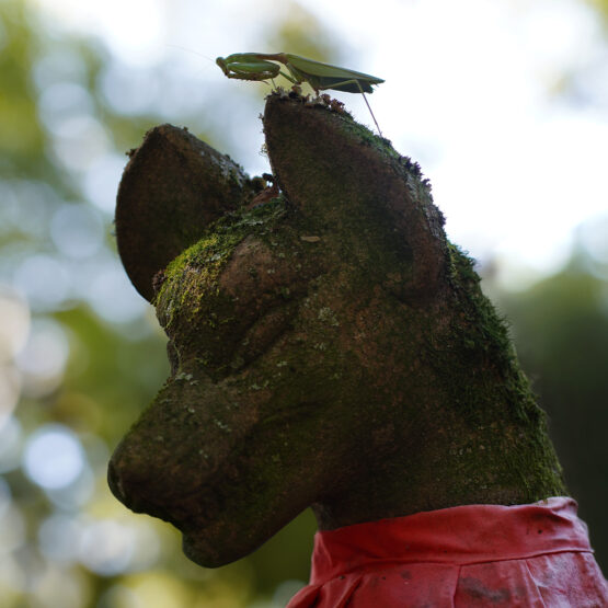 Magnet • Kitsune et Mante – Image 3